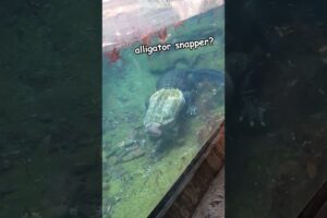 Alligator Snapper Vs Alligator