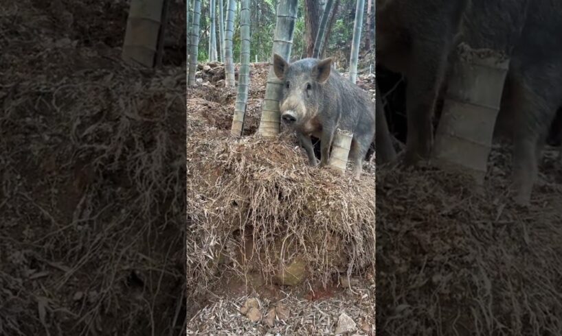 Amazing Wild Boar Playing 🐗 #boar #wildboar #wildboarfarm #animals #pig #wildpig #wildlife #farmlife