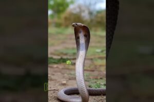 Animal That Don't Blink 🐍#shortsfeed #shorts #facts #animals #wildanimals #snake #trending #wildlife