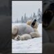 Animal rescue:Safe Goodbye A Polar Bear's Rescue #shorts