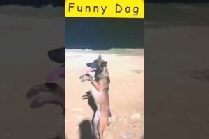 Animals Super Cute Dog Dance 🐶🐕#funnydogs 😍