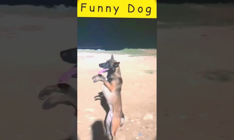 Animals Super Cute Dog Dance 🐶🐕#funnydogs 😍