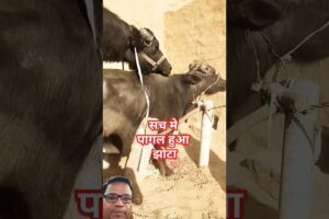 BUFFALO IS MEETING#reels #buffalo #cow #short #shortsfeed #viralvideos #shortvideo #funny #animals