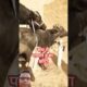 BUFFALO IS MEETING#reels #buffalo #cow #short #shortsfeed #viralvideos #shortvideo #funny #animals