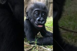 Baby Gorilla Playing With His Mom #nature #gorilla #youtubeshorts #viralvideo #animals #trending