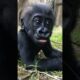 Baby Gorilla Playing With His Mom #nature #gorilla #youtubeshorts #viralvideo #animals #trending