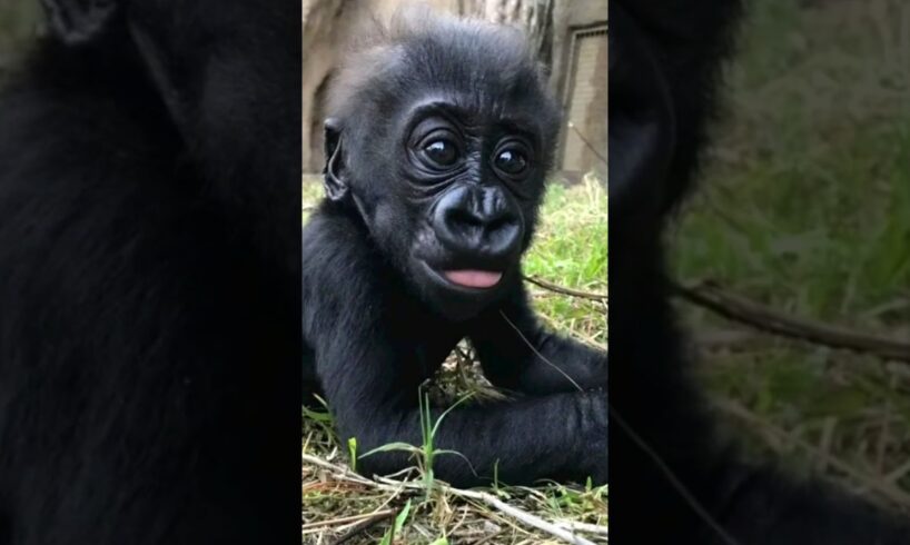 Baby Gorilla Playing With His Mom #nature #gorilla #youtubeshorts #viralvideo #animals #trending