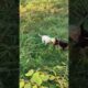 Baby cutest puppies #shorts #dog #videos #puppy #dog #animals #cute #cutepuppy #funny #videoshort