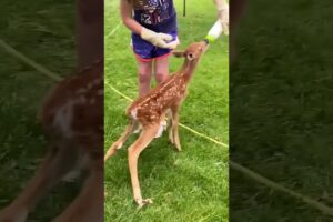 Baby deer lost mother hiding in bushes was luckily rescued #deer #rescuedeer #short