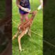 Baby deer lost mother hiding in bushes was luckily rescued #deer #rescuedeer #short