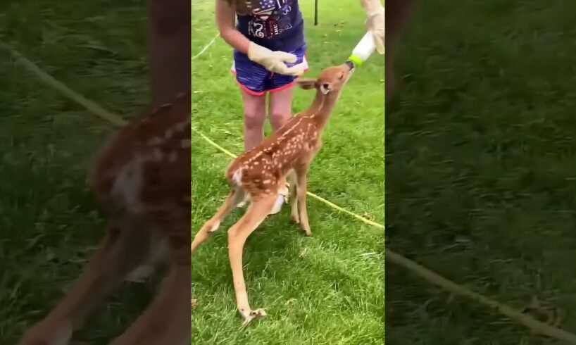 Baby deer lost mother hiding in bushes was luckily rescued #deer #rescuedeer #short