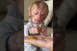 Baby monkey abandoned in garbage dump is lucky to be saved #monkey #rescuemonkey #short