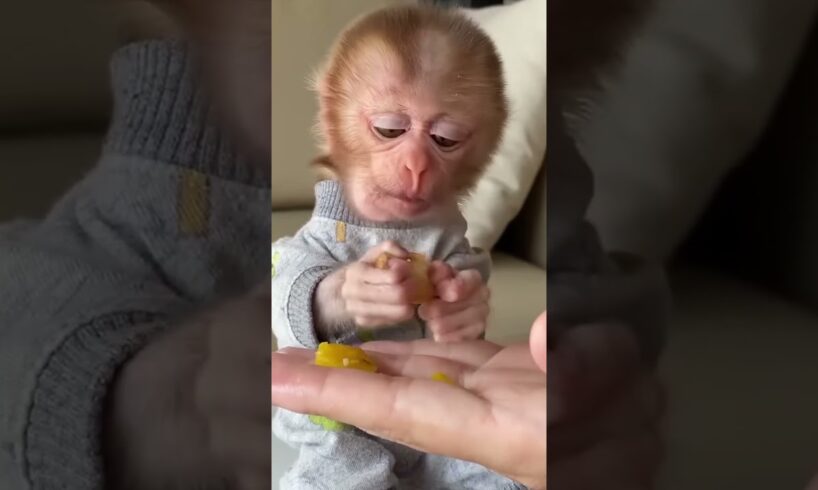 Baby monkey abandoned in garbage dump is lucky to be saved #monkey #rescuemonkey #short