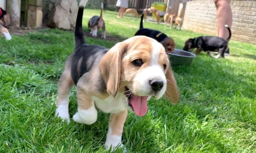 Beagle Puppies Playing and Fighting