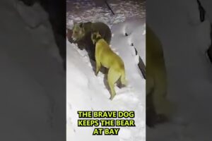 Bear vs. Dog fight, Dog saves Owner from Bear #shorts #dog #bears #animals