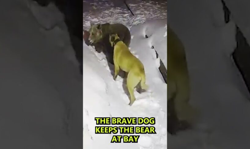 Bear vs. Dog fight, Dog saves Owner from Bear #shorts #dog #bears #animals