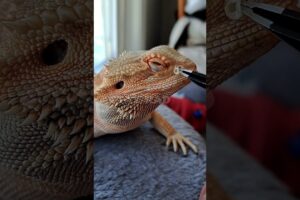 Bearded Dragon Nostril👃SHED REMOVAL! | #stayrad #beardeddragons @ChuckNorrizBeardedDragons