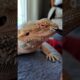 Bearded Dragon Nostril👃SHED REMOVAL! | #stayrad #beardeddragons @ChuckNorrizBeardedDragons