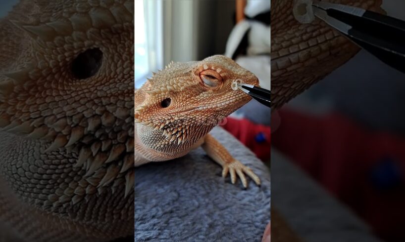 Bearded Dragon Nostril👃SHED REMOVAL! | #stayrad #beardeddragons @ChuckNorrizBeardedDragons