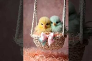 Beautiful chicks playing #birds #babychickschirping #cute#funnyshorts