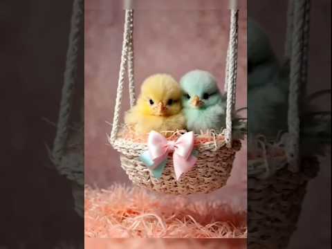 Beautiful chicks playing #birds #babychickschirping #cute#funnyshorts