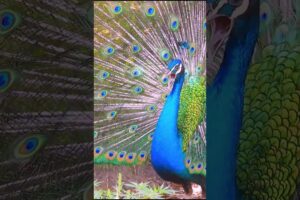 Beautiful open feathers peacock #peacock #short #amazing