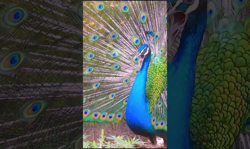 Beautiful open feathers peacock #peacock #short #amazing