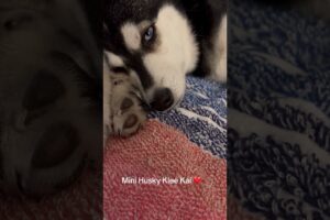 Best friends mini Husky Klee Kai cute puppies KleeKaiBreeders.com Lucky Charm Farms Beverly Hills FL