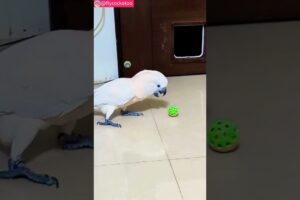 Bird's playing #cockatoo #shorts #parrot #birds #funny #animals