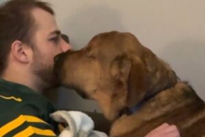 Blind rescue pup melts guy who didn't want him