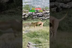 Brave Deer Fights Off Two Lions in an Epic Battle for Survival!