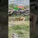 Brave Deer Fights Off Two Lions in an Epic Battle for Survival!