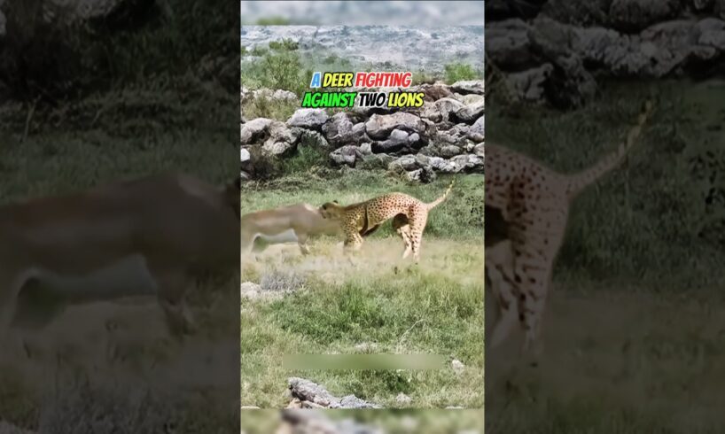 Brave Deer Fights Off Two Lions in an Epic Battle for Survival!