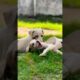 CUTE PUPPIES IN THE FIGHT ❤️‍🔥🐾￼||PUPPIES IS VERY 🆒😅|| #shorts #viralvideo #viralshorts