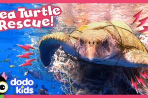 Can Anyone Untangle This Sea Turtle From A Fishing Net? | Dodo Kids | Rescued!