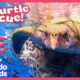 Can Anyone Untangle This Sea Turtle From A Fishing Net? | Dodo Kids | Rescued!