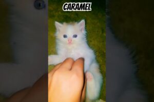 Cat playing #caramel #kitten  #cat #newsong #sidhumoosewala #animals #kids