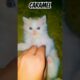 Cat playing #caramel #kitten  #cat #newsong #sidhumoosewala #animals #kids