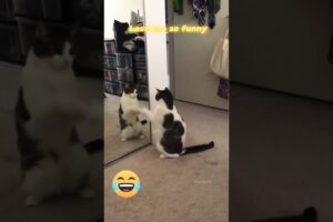 Cat vs mirror #shorts #ytshorts #pets #cat #cute #funny #trendingshorts