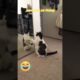 Cat vs mirror #shorts #ytshorts #pets #cat #cute #funny #trendingshorts