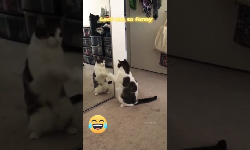 Cat vs mirror #shorts #ytshorts #pets #cat #cute #funny #trendingshorts