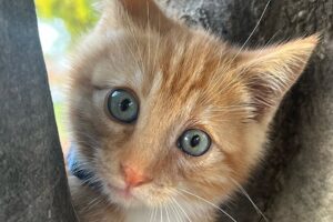 Cat's in love with woman who saved him