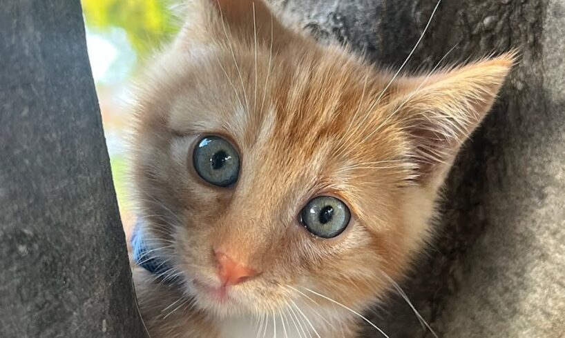 Cat's in love with woman who saved him