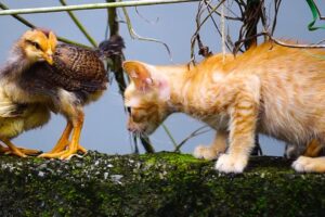 Cats playing with animals: Chicken, Dog, Rabbit, Duck - Cat sounds