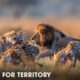 Clash of the Titans: Lions vs Hyenas, a Fight for Territory | 4K UHD | Animal Documentary