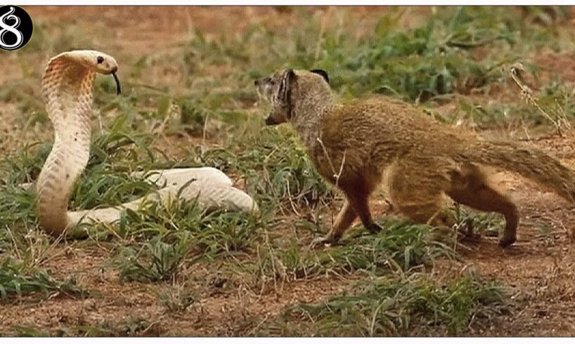 Cobra VS Mongoose: A Tale Of Bravery And Brawn | Animal Fights