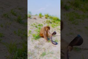 Cobra 🐍 and monkey 🐒 playing amazing short