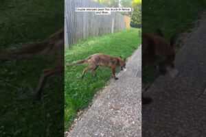 Couple rescues poor fox stuck in fence and then #fox #foxy #shorts