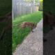 Couple rescues poor fox stuck in fence and then #fox #foxy #shorts