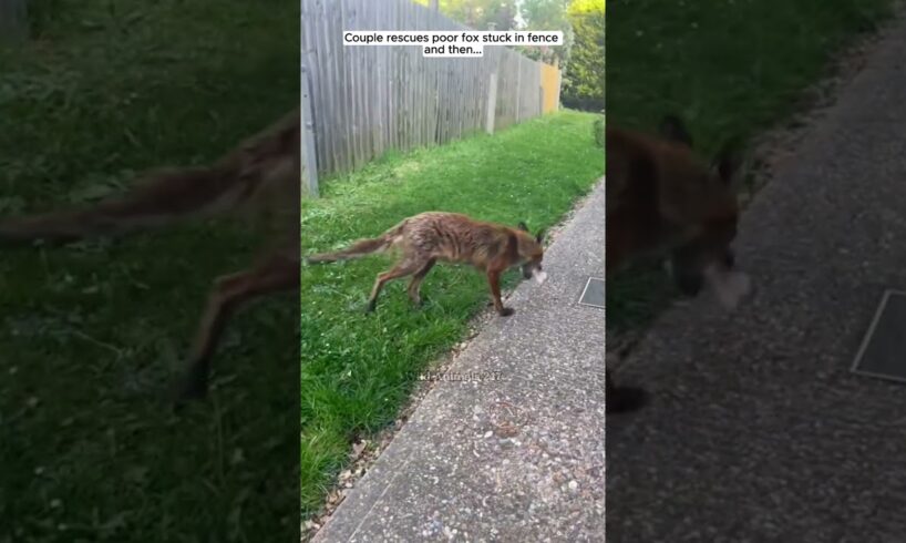 Couple rescues poor fox stuck in fence and then #fox #foxy #shorts